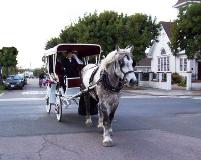 Percheron draft horse pulling a white carriage with the top up in Lakeside, CA